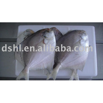 frozen white pomfret